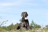 DOGUE ALLEMAND 016